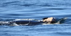 Après 17 jours, l'orque Tahlequah a fini par laisser partir son petit mort
