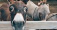 L'âne bientôt menacé d'extinction à cause de la médecine traditionnelle chinoise ?