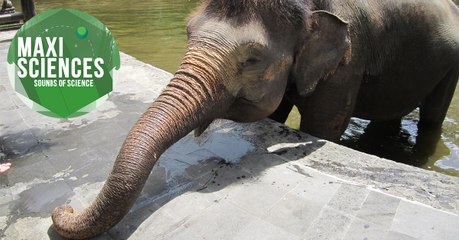 Venin, trompe et baleine à bosse, les 8 actus science que vous devez connaître ce 9 août