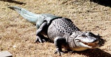 Un alligator sans queue réapprend à nager grâce à une prothèse imprimée en 3D