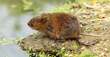 Après 30 ans de disparition, cet adorable petit rongeur fait son retour en Angleterre