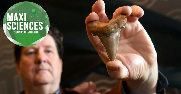 Requin préhistorique, malaria et lynx, les 8 actus sciences que vous devez connaître ce 13 août