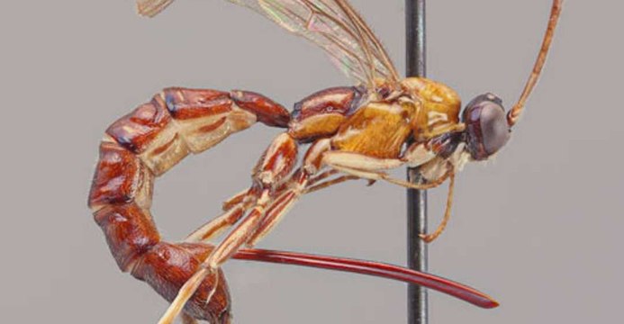 Une nouvelle espèce de guêpe au dard énorme découverte en Amazonie