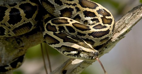 Floride : un python hybride récemment découvert pourrait menacer les Everglades