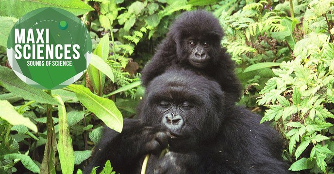 Nage, grenouille et fossiles, les 8 actus sciences que vous devez connaître ce 28 juillet