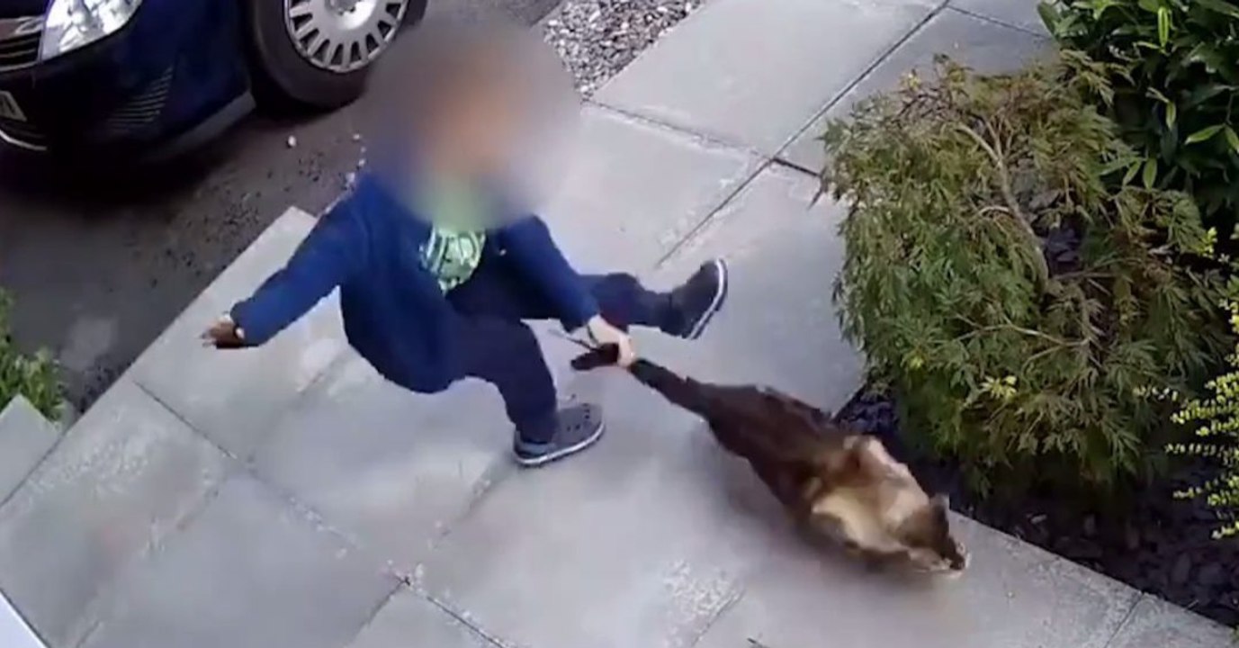 Er quält die Katze - doch die Überwachungskamera hält ihre Rache fest