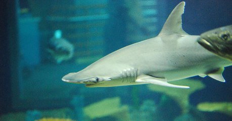 Le requin-marteau tiburo, la première espèce de requin omnivore