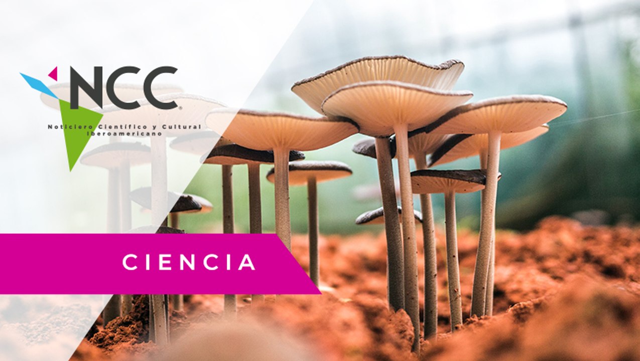 ¿Hongos que adoptan ADN de otros organismos? Es posible con ondas de choque