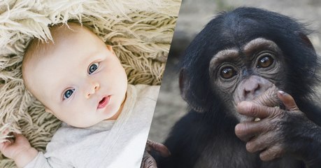 Les bébés partageraient 95% des gestes des chimpanzés pour communiquer