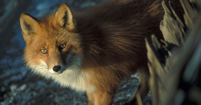 Une expérience sur les renards met les scientifiques sur la piste des gènes de la domestication