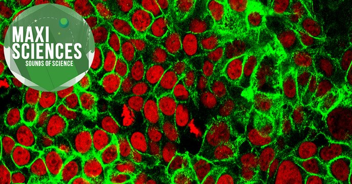 Chasse à la baleine, ouragan et cancer, les 8 actus sciences que vous devez connaître ce 14 septembre