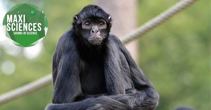 Astéroïde, langue et dauphin, les 8 actus sciences que vous devez connaître ce 16 septembre