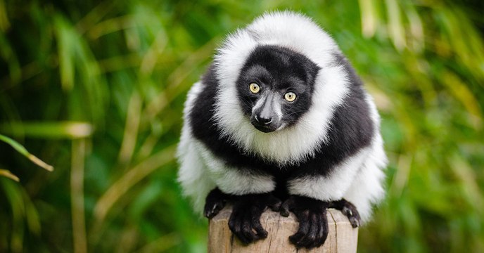 Madagascar : 95% des lémuriens sont désormais en danger d'extinction