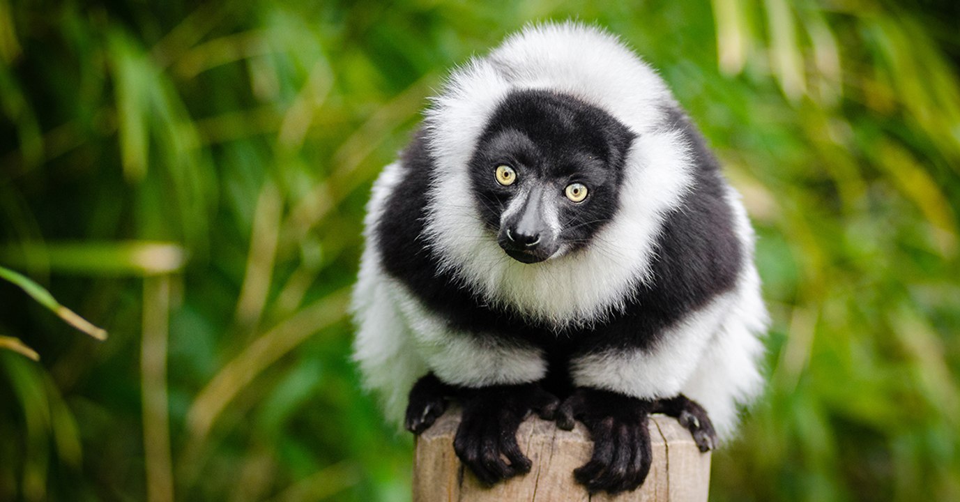 Madagascar : 95% des lémuriens sont désormais en danger d'extinction