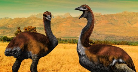 Titan de Vorombe, le plus gros oiseau ayant jamais vécu sur Terre