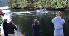 Quand des baleines offrent un incroyable spectacle à des touristes au Canada