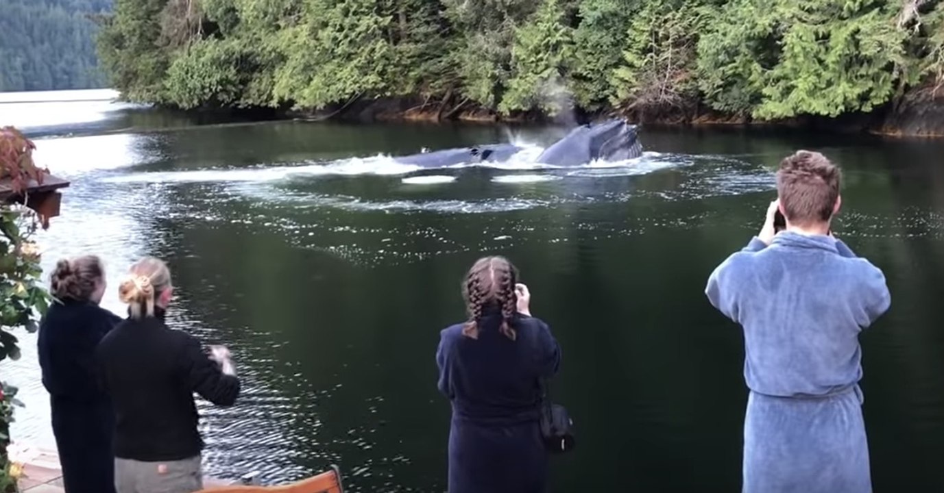 Quand des baleines offrent un incroyable spectacle à des touristes au Canada