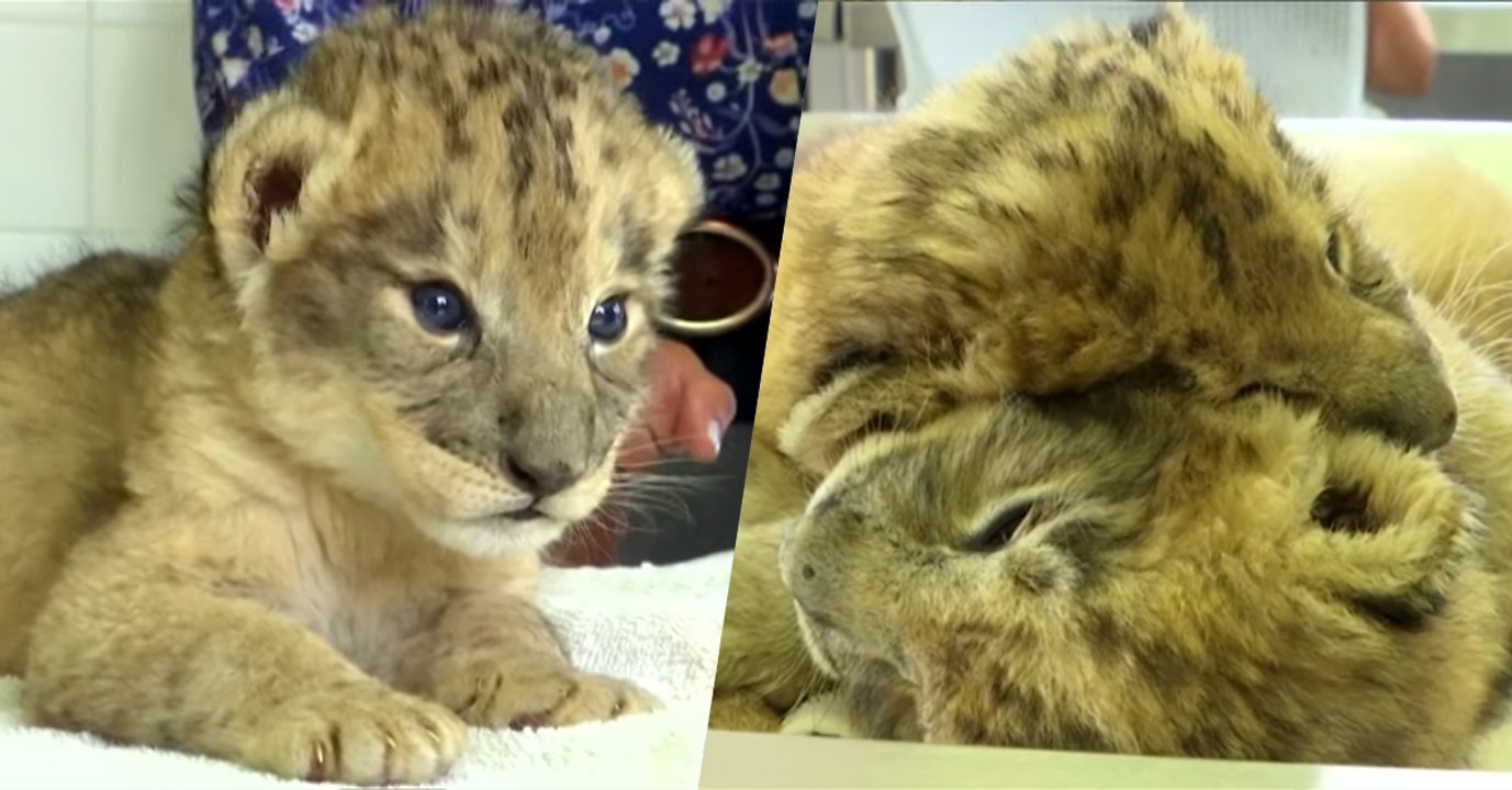 Afrique du Sud : les premiers lionceaux conçus artificiellement viennent de voir le jour