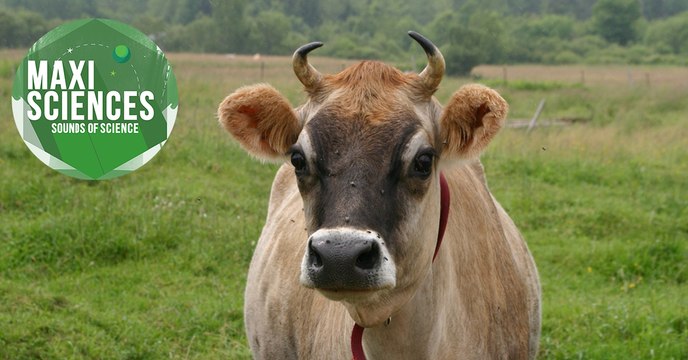Vaches, astronautes et génétique, les 8 actus sciences que vous devez connaître ce 1er septembre