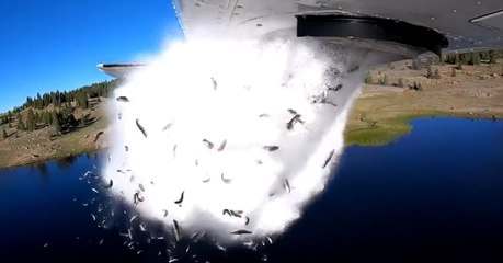 Des poissons largués depuis les airs pour repeupler les lacs de l'Utah