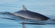 L'Islande met fin à sa chasse à la baleine de Minke