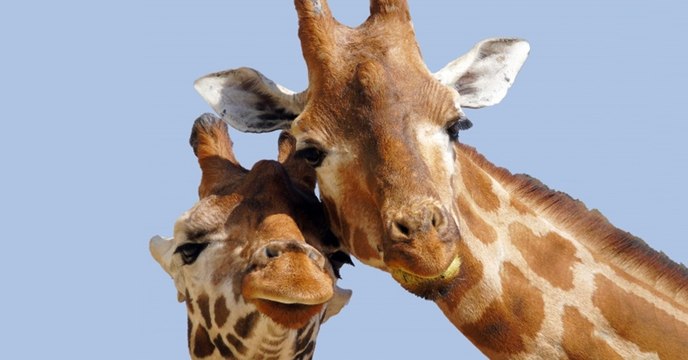 Les girafes hériteraient leurs taches de leurs mères