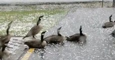 Ces oies ont développé une fascinante technique pour esquiver les tempêtes de grêle