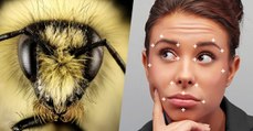 Les abeilles et les guêpes sont capables de reconnaître les visages humains