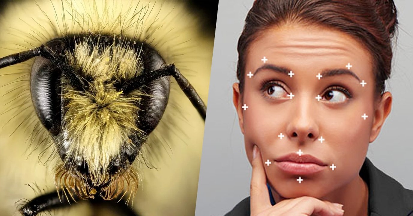 Les abeilles et les guêpes sont capables de reconnaître les visages humains