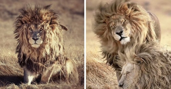 Après une longue sieste, ce lion se réveille avec la crinière complètement ébouriffée