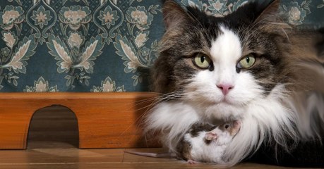 Les chats ne sont pas aussi doués qu'on le pense pour attraper les rats