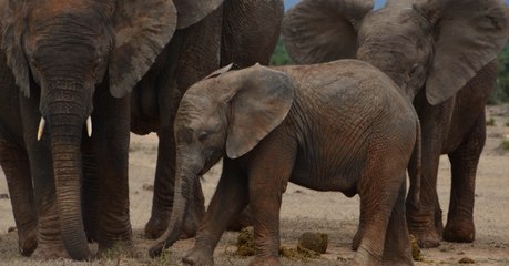 Le braconnage exposerait les éléphants orphelins à une vie sociale plus compliquée