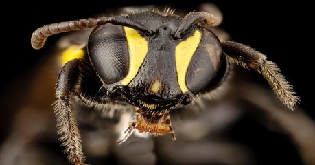 Des abeilles australiennes pourraient aider à créer une alternative au plastique