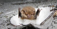 Pour hiberner, ces chauves-souris asiatiques s'enfouissent dans la neige