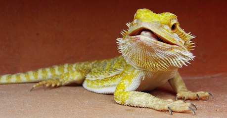 Les lézards rêvent-ils comme nous, les humains ?