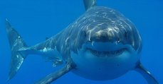 White Shark Café : les scientifiques ont découvert le restaurant préféré des grands requins blancs