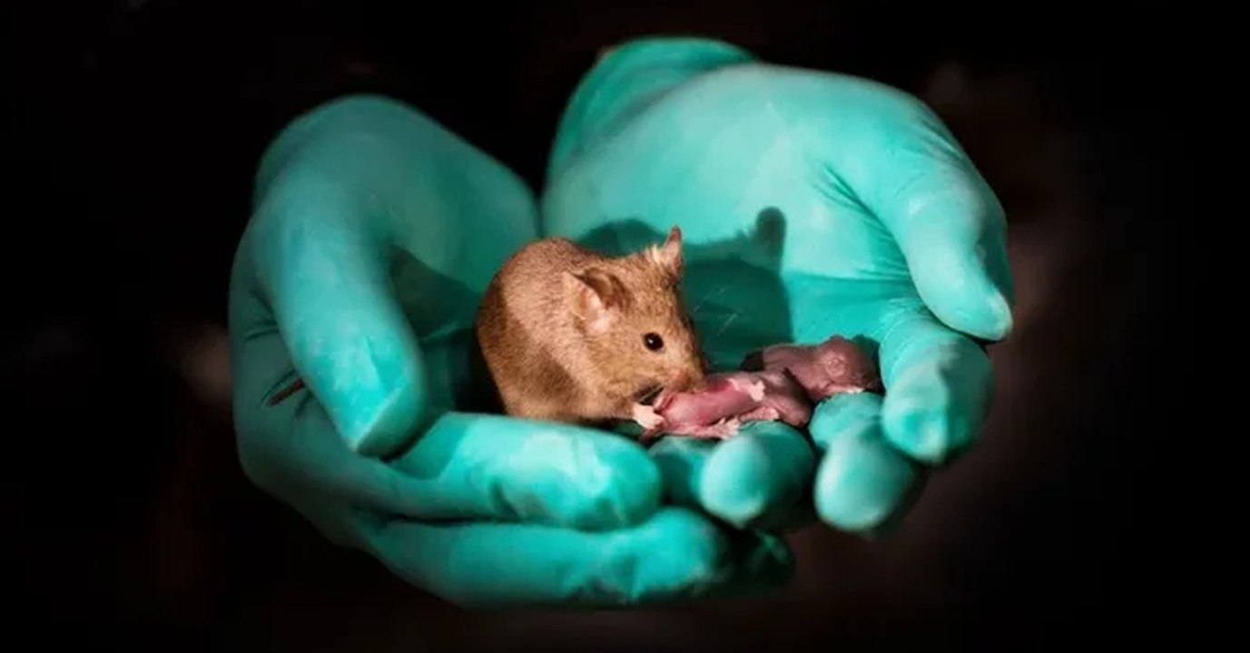Des chercheurs réussissent à faire naître des bébés souris de parents du même sexe
