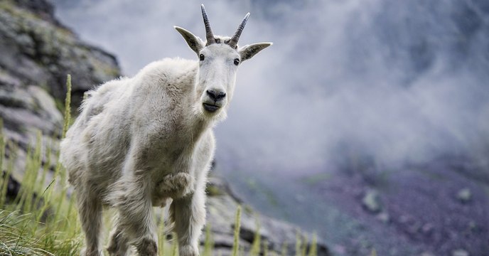 Des chèvres accros à l’urine humaine évacuées d’un parc américain