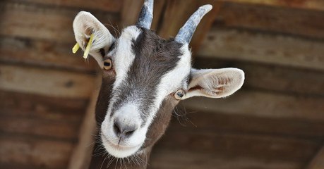 Les chèvres seraient plus sensibles aux gens heureux