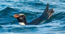 Ce manchot de Nouvelle-Zélande parcourt 7000 kilomètres en deux mois pour se nourrir