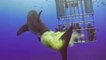 Ein weißer Hai startet einen Überraschungsangriff auf Taucher in einem Käfig