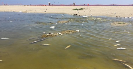 À Malibu, 2.000 poissons ont été retrouvés morts, probablement tués par la chaleur