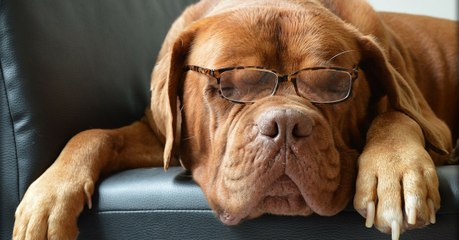 Votre chien n'est sans doute pas aussi intelligent que vous ne le pensez