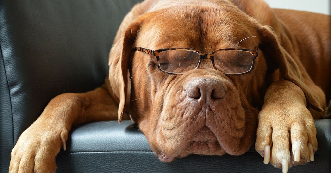 Votre chien n'est sans doute pas aussi intelligent que vous ne le pensez