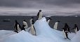 Un gigantesque cimetière de manchots Adélie découvert en Antarctique