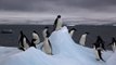 Un gigantesque cimetière de manchots Adélie découvert en Antarctique