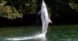 L'étonnante histoire de Billie, le dauphin qui a appris à ses congénères à "marcher" sur la queue
