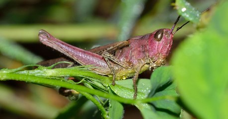 Le Pentagone veut créer une armée de super-insectes controversée pour protéger les cultures