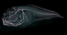 Trois étranges poissons fantomatiques découverts dans les profondeurs au large du Chili