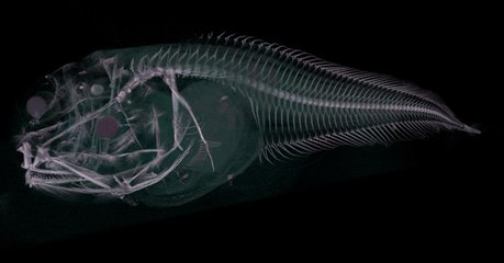 Trois étranges poissons fantomatiques découverts dans les profondeurs au large du Chili